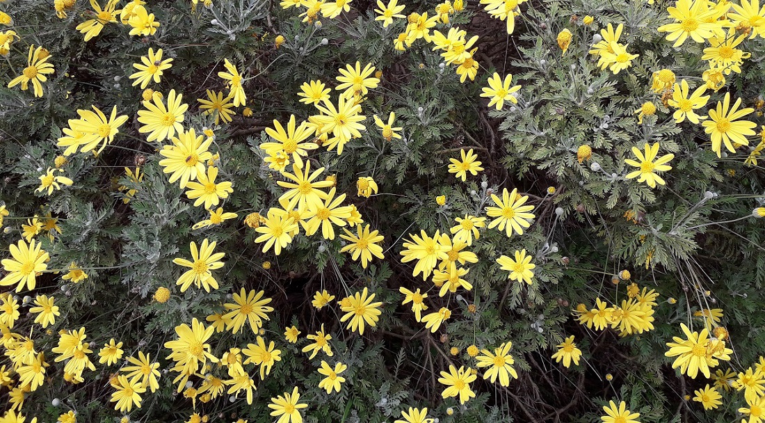 Fleurs